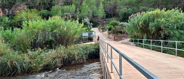 El primer edil de la localidad califica de "decisiva" la inversión de la Conselleria de Medio Ambiente que permitirá acabar con la invasión de esta especie exótica en cuatro sectores del cauce